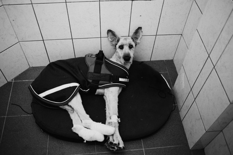 ветеринария, ветеринар, пропал корм, лечение животных, собаки приют, кошки приют, 