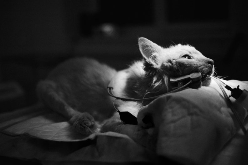 ветеринария, ветеринар, пропал корм, лечение животных, собаки приют, кошки приют, помощь животным, волонтеры животные