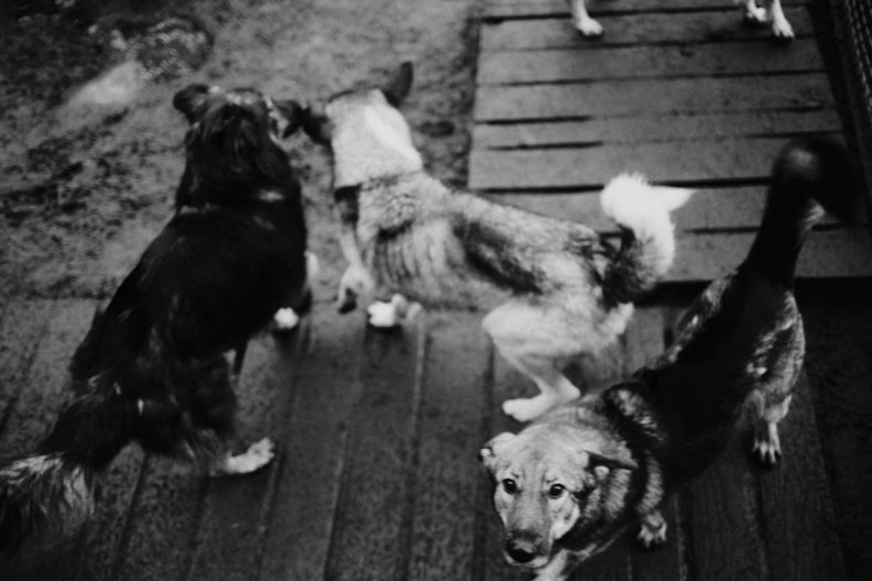 собаки приют, кошки приют, помощь животным, волонтеры животные