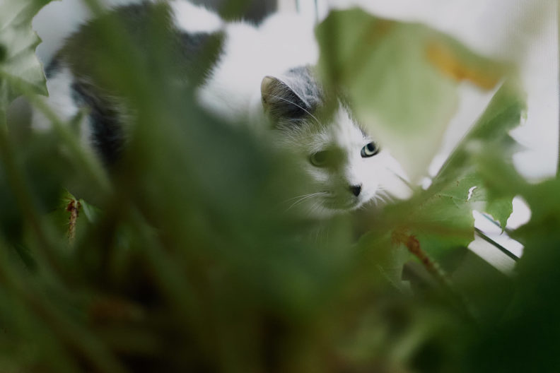 ветеринария, ветеринар, пропал корм, лечение животных, собаки приют, кошки приют, помощь животным, волонтеры животные